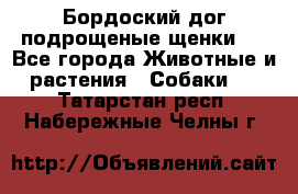 Бордоский дог подрощеные щенки.  - Все города Животные и растения » Собаки   . Татарстан респ.,Набережные Челны г.